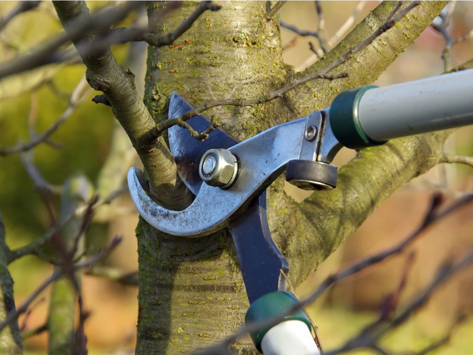 Tree Trimming & Pruning